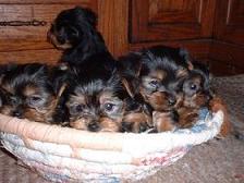 Purebred Teacup Yorkies For sale