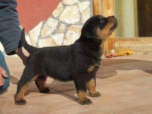 2 amazing litters of rotties  available now