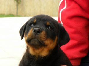 2 amazing litters of rotties  available now