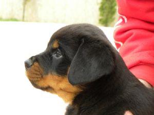 2 amazing litters of rotties  available now