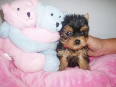 We have two tea cup yorkie puppies, 12 weeks old, ...