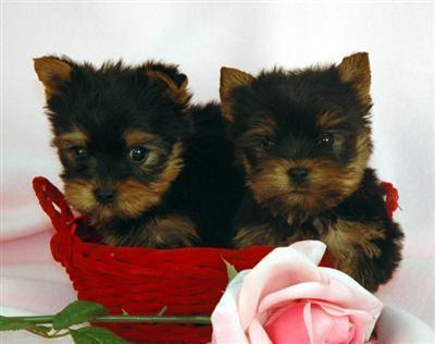 Healthy Teacup Yorkie Puppies For Free Adoption 