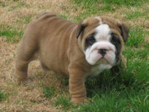  	We currently have a litter of ten beautiful AKC register English Bulldog Puppies. They were born o