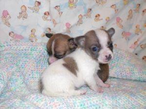  	We currently have a litter of ten beautiful AKC register English Bulldog Puppies. They were born o
