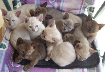 Burmese &amp; Siamese kittens Bred By Oramor