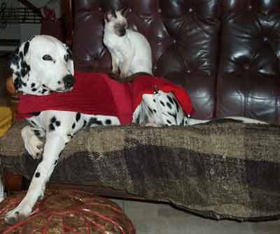 Burmese &amp; Siamese kittens Bred By Oramor