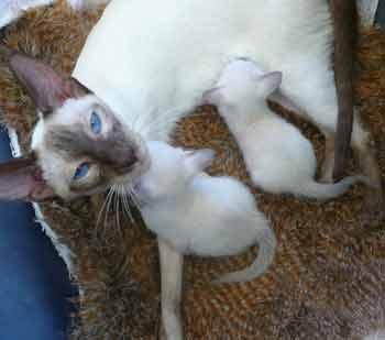 Burmese &amp; Siamese kittens Bred By Oramor