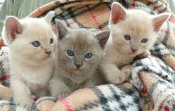 Burmese &amp; Siamese kittens Bred By Oramor