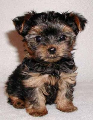 Cute And Adorable Male And Female Yorkie Puppies For Adoption
