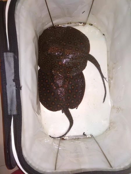 24k gold arowana Black arowana Gold arowana