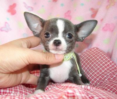 HEALTHY FEMALE T-CUP CHIHUAHUA PUPPY FOR RE-HOMING