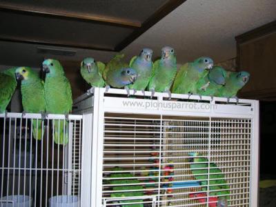 Beautiful Hand-Fed Baby and Adult Parrots For Sale