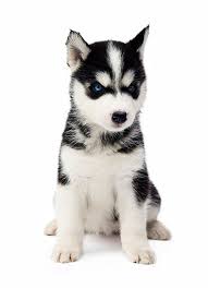 Healthy Cute Siberian Husky Puppies Ready for adoption.