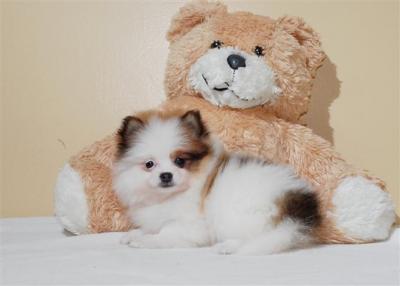 Pomeranian puppies for new homes