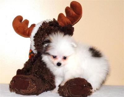 Pomeranian puppies for new homes