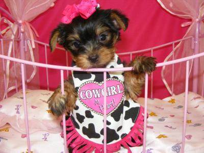 Male And Female Teacup Yorkie Puppies For Adoption