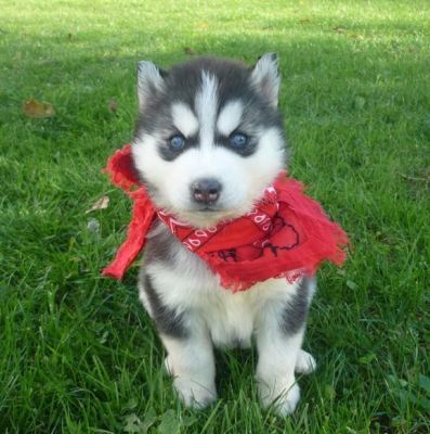 Adorable Male and Female Siberian Husky Puppies For Free Adoption