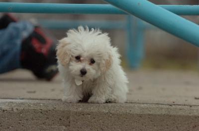 Wow!!!!cute adorable female t-cup poodle for adoption