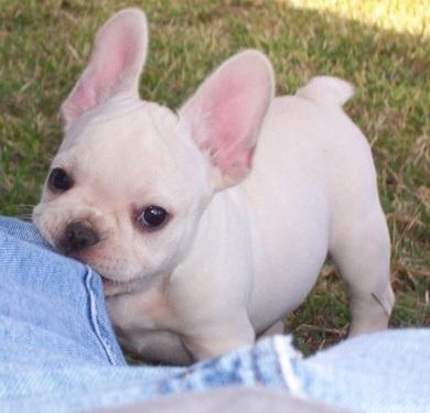 lovely female french bull dog for adoption