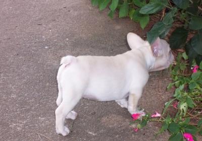 lovely female french bull dog for adoption