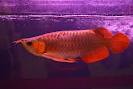 QUALIT AROWANAS FISHES OF DEFFERENT SPECIE FOR SALE