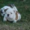 English bulldog puppies available