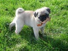 Affectionate pug puppies for adoption
