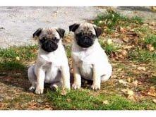 Affectionate pug puppies for adoption