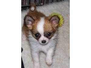 Chihuahua puppies for free adoption