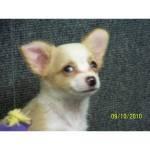 Two lovely and cute chihuahua puppies for free adoption
