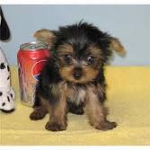 12 Weeks Teacup Yorkie Puppies For Free Adoption