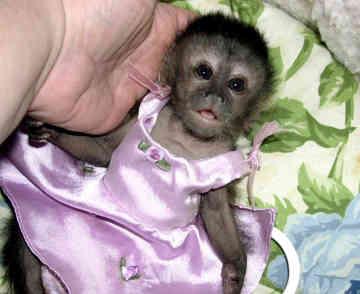 adorable capuchin monkey for adoption