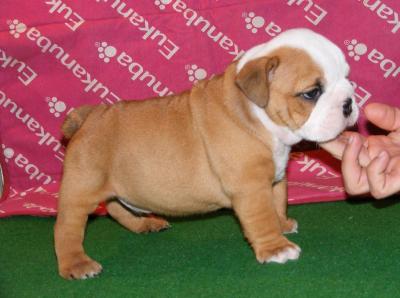 adorable english bulldog available