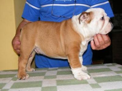 cute adoeble english bull puppies for free adoption a male and a female