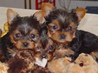 Yorkie Puppies Available Good Homes