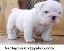 english bull dog puppies for sell