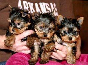 Teacup yorkie puppies for free adoption