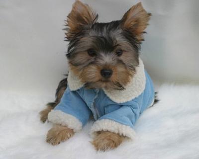 yorkiepuppies for re hopming
