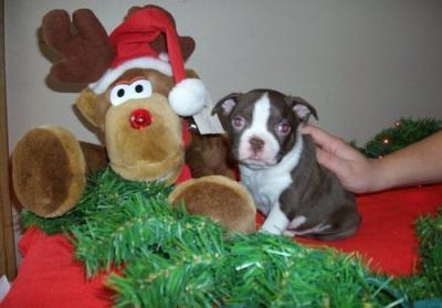 Registered Boston Terrier pupies available for adoption.