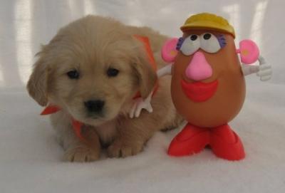 Exotic Golden Retriever puppies available for adoption.