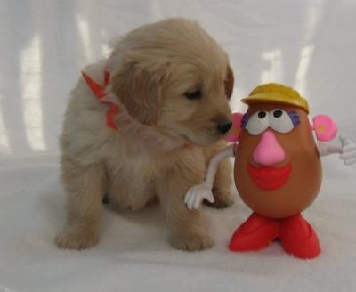Exotic Golden Retriever puppies available for adoption.