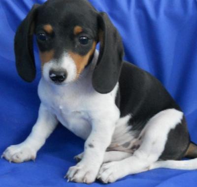 Boston Terier puppies for your home!!!!!!!!1