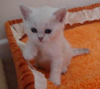 Nice Ragdoll Kittens now ready for adoption and to good homes