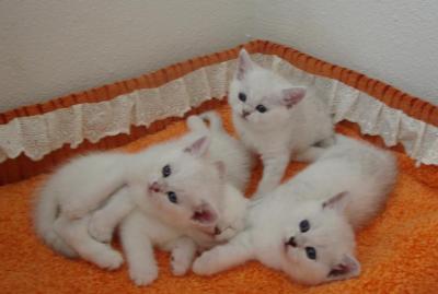 Nice Ragdoll Kittens now ready for adoption and to good homes