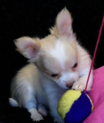 Chihuahua puppies for lovely pet homes