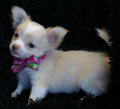 Chihuahua puppies for lovely pet homes