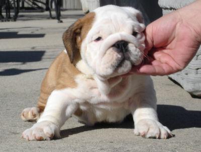 Healthy English Bulldog Puppies