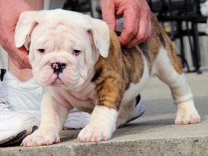 Healthy English Bulldog Puppies