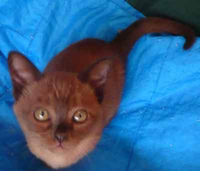 Burmese &amp; Siamese kittens Bred By Oramor