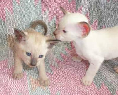 Burmese &amp; Siamese kittens Bred By Oramor